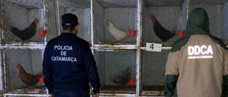 Desbaratan una riña de gallos clandestina en Capayán