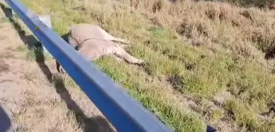 Impactante escena en la Ruta 38: dos burros muertos quedaron a metros de la calzada